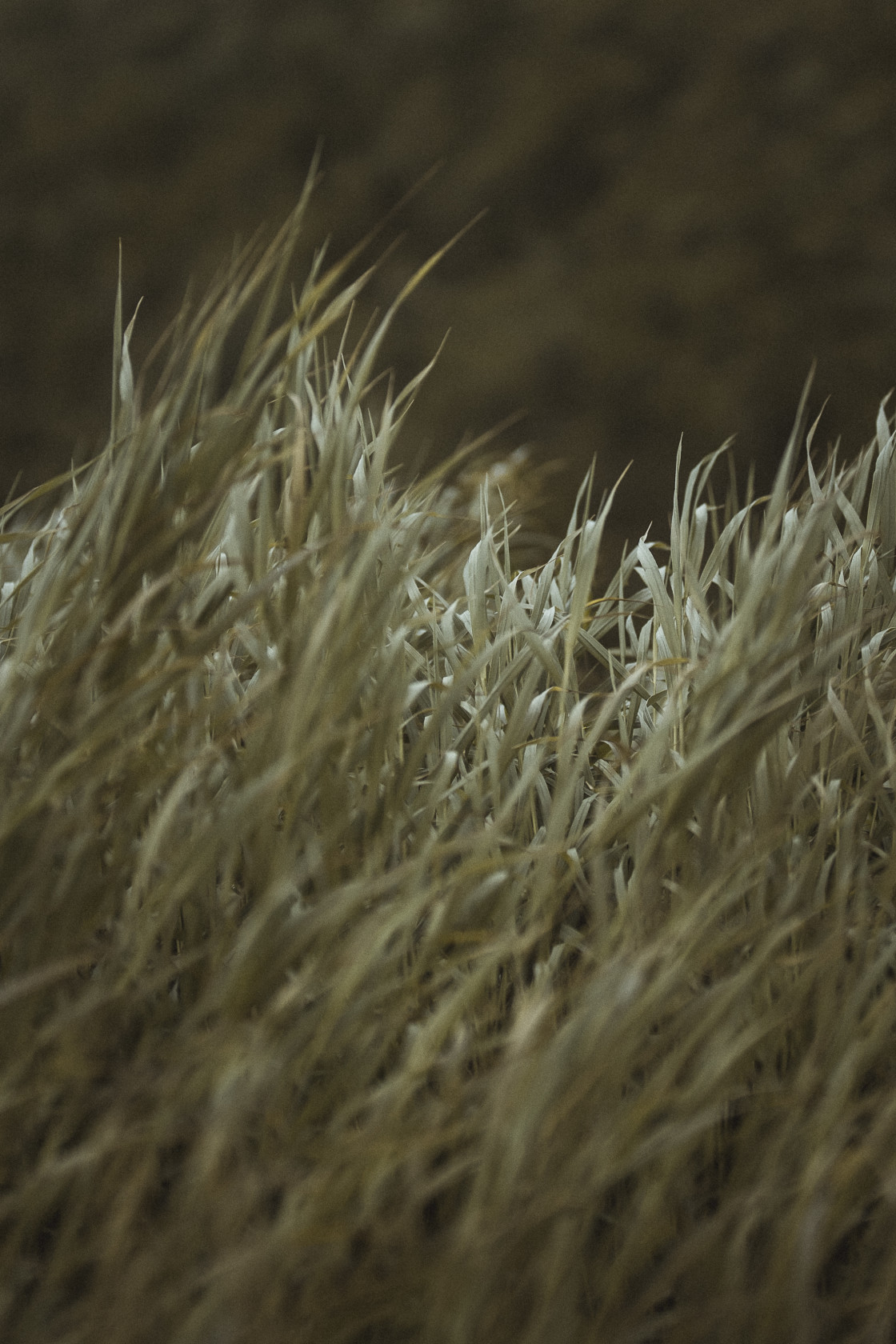 "Lofoten grass" stock image