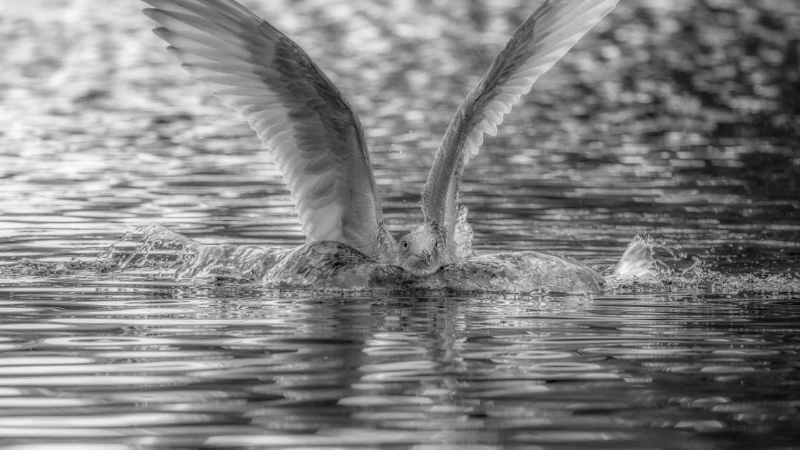 "Landing" stock image