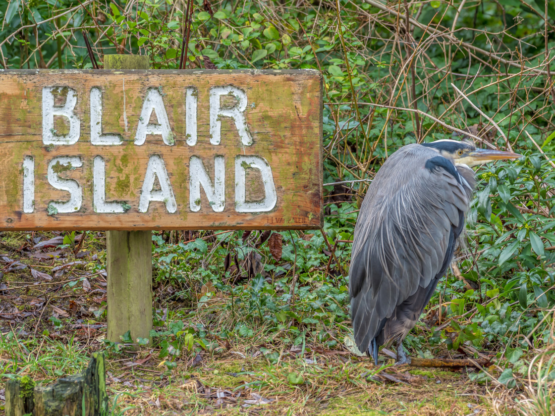 "Meet Blair" stock image