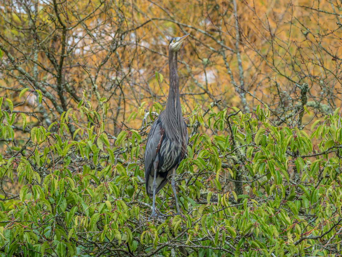 "I can see you" stock image