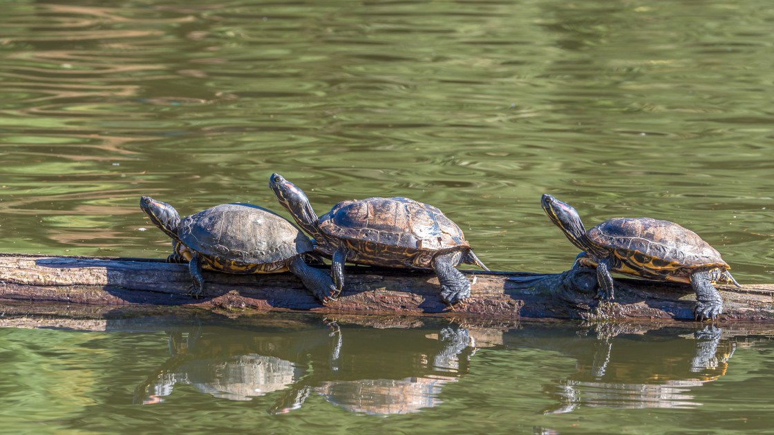 "Follow the leader" stock image