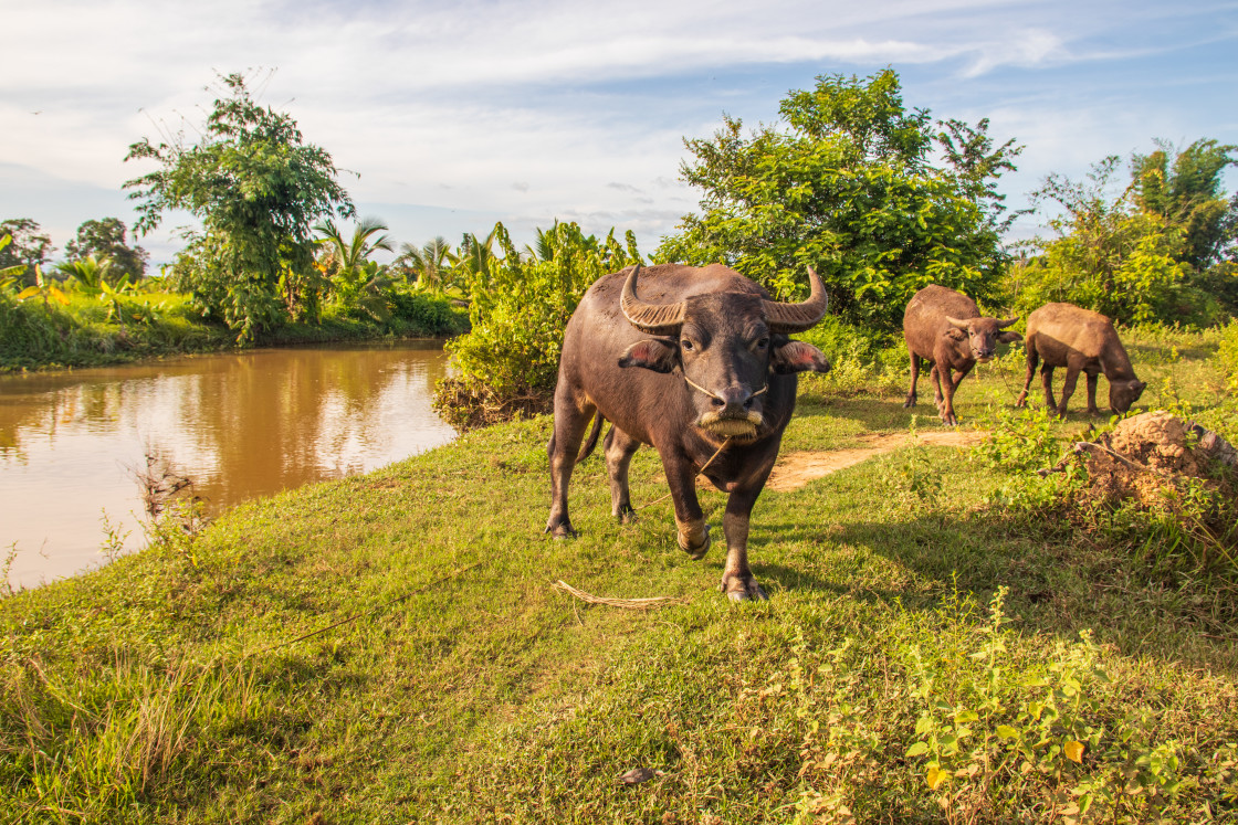 "Water Buffalo in Sisaket Thailand Southeast Asia" stock image