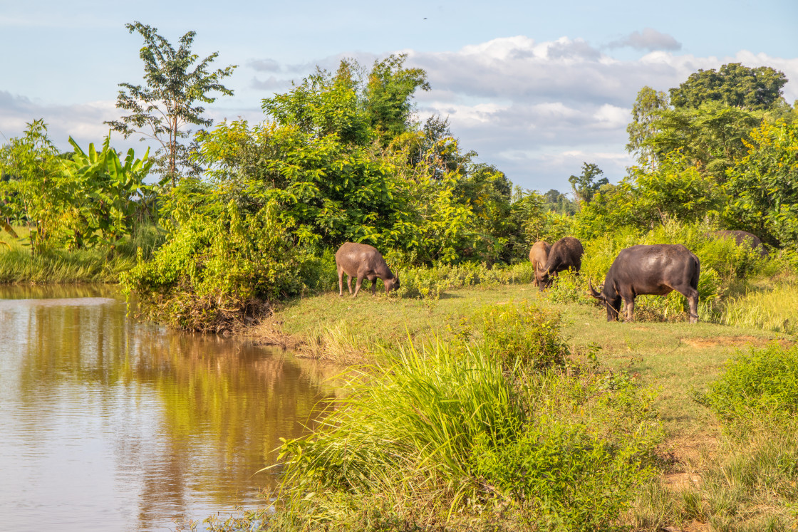 "Water Buffalo in Sisaket Thailand Southeast Asia" stock image