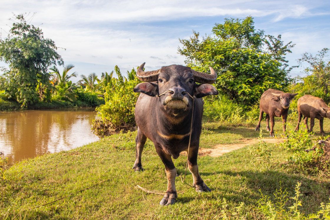 "Water Buffalo in Sisaket Thailand Southeast Asia" stock image