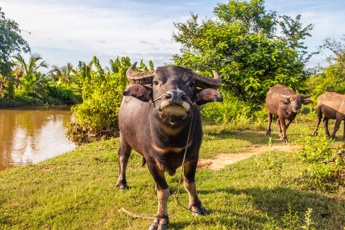 "Water Buffalo in Sisaket Thailand Southeast Asia" stock image