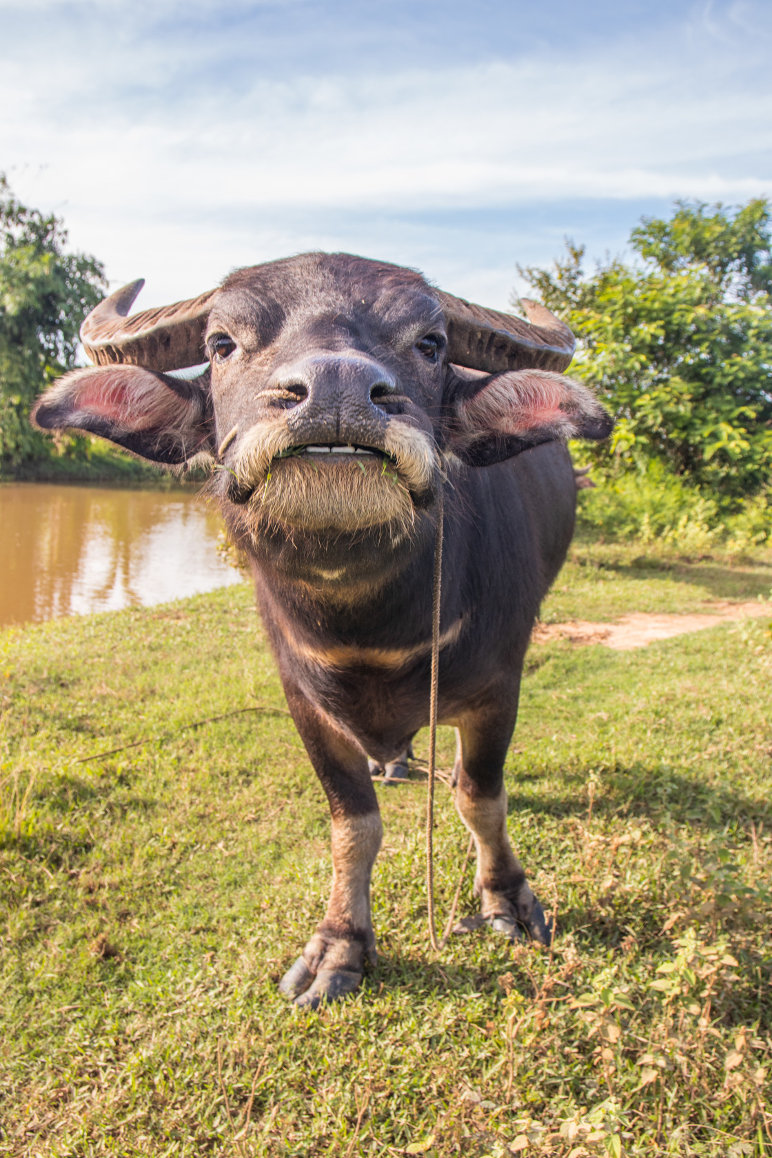 "Water Buffalo in Sisaket Thailand Southeast Asia" stock image