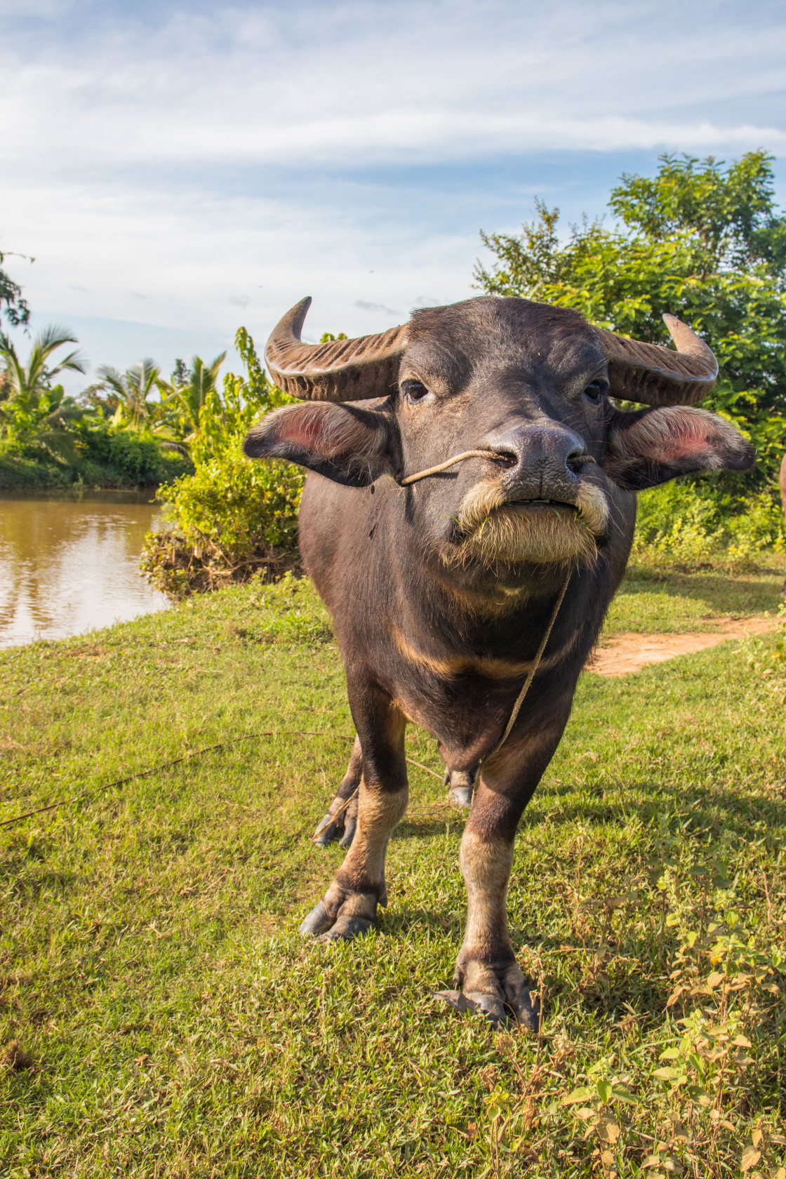 "Water Buffalo in Sisaket Thailand Southeast Asia" stock image