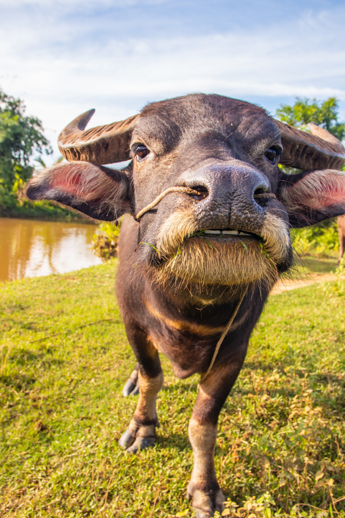 "Water Buffalo in Sisaket Thailand Southeast Asia" stock image