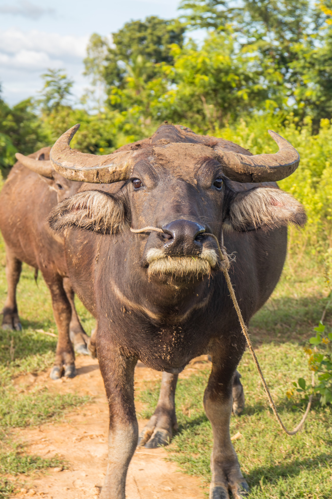 "Water Buffalo in Sisaket Thailand Southeast Asia" stock image