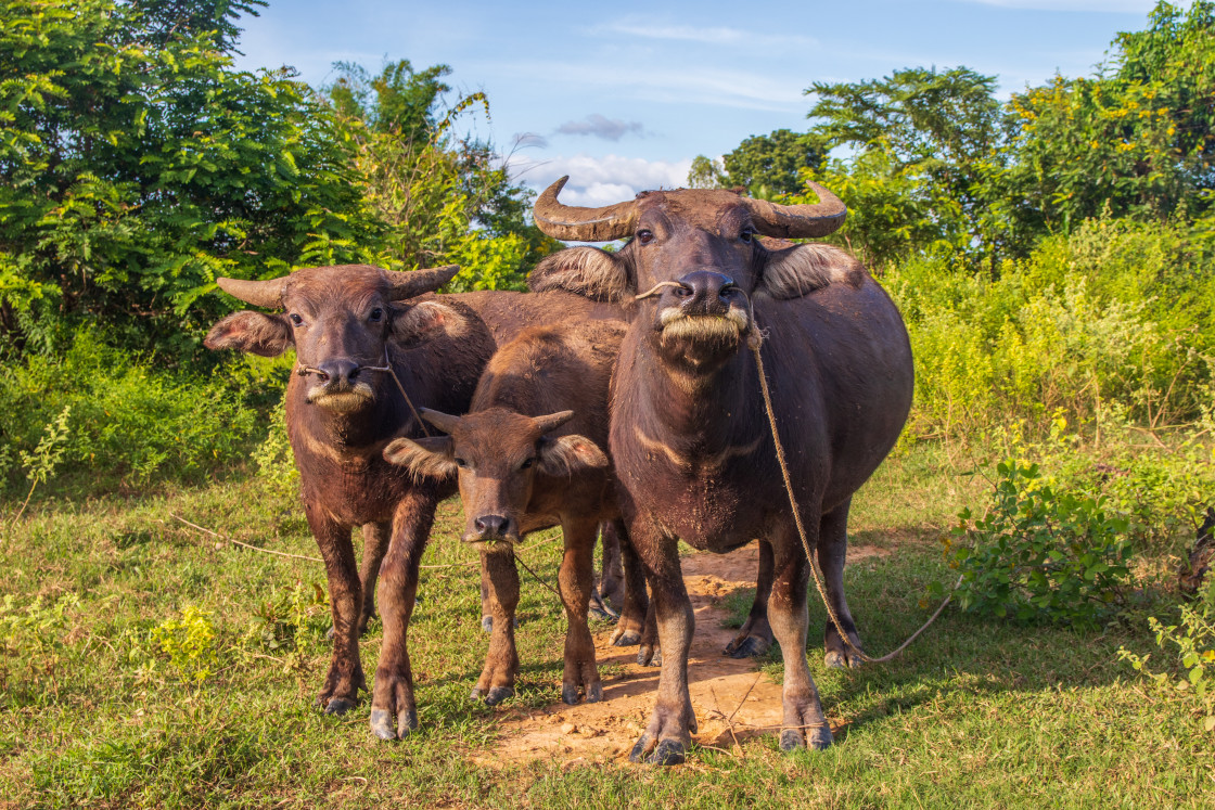 "Water Buffalo in Sisaket Thailand Southeast Asia" stock image