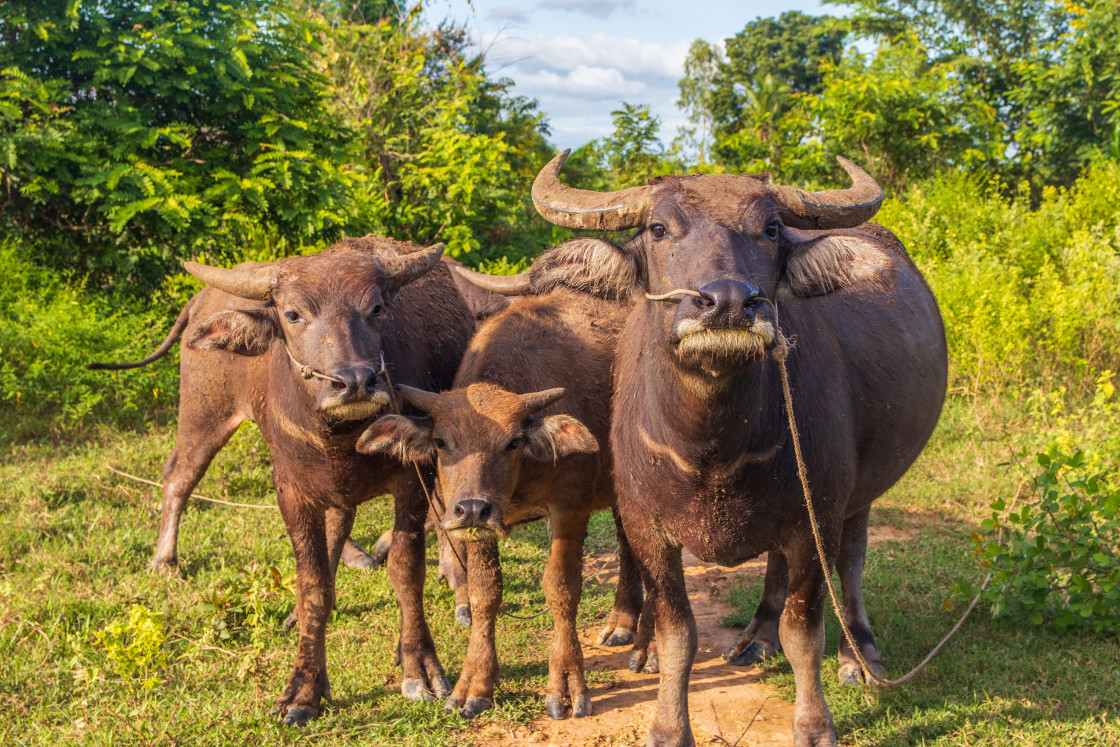 "Water Buffalo in Sisaket Thailand Southeast Asia" stock image