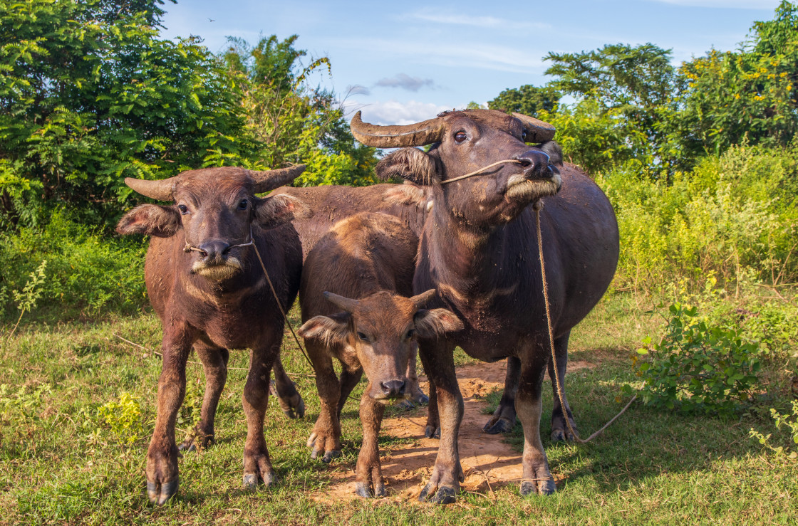 "Water Buffalo in Sisaket Thailand Southeast Asia" stock image