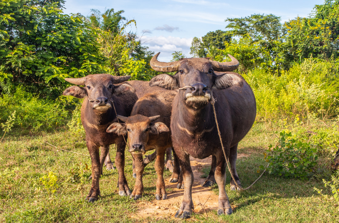 "Water Buffalo in Sisaket Thailand Southeast Asia" stock image