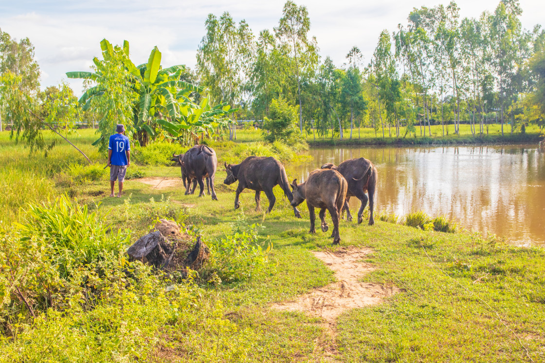 "Water Buffalo in Sisaket Thailand Southeast Asia" stock image