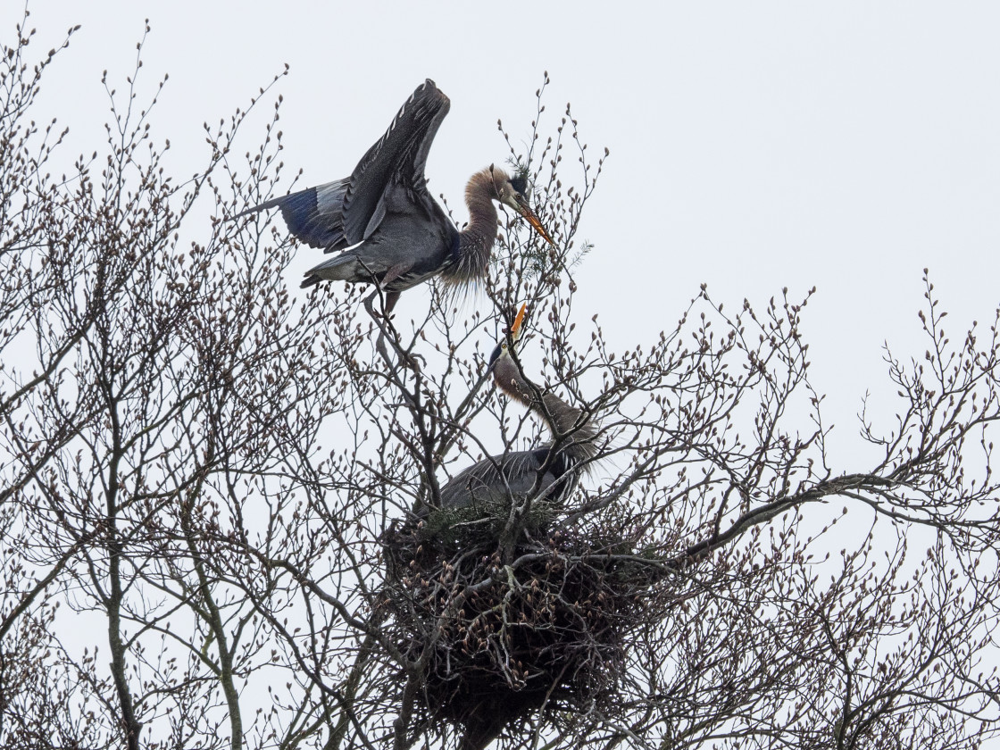 "Nesting Herons" stock image