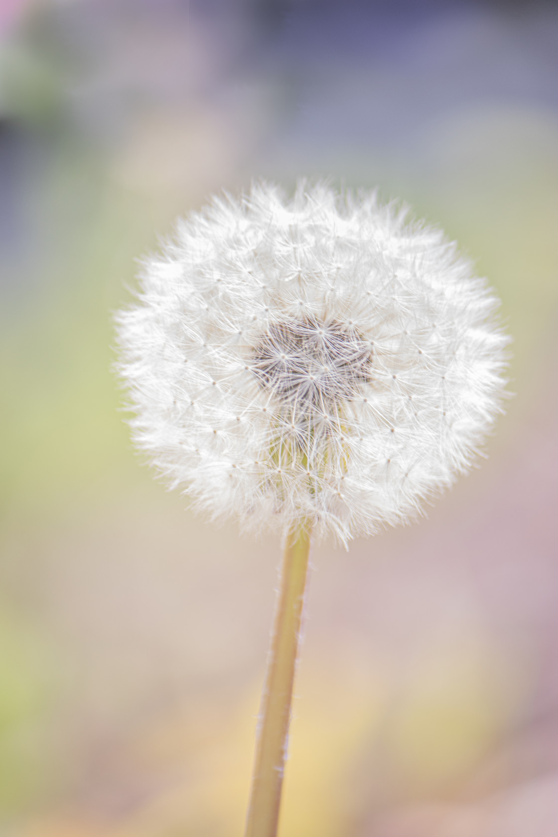 "Peace" stock image