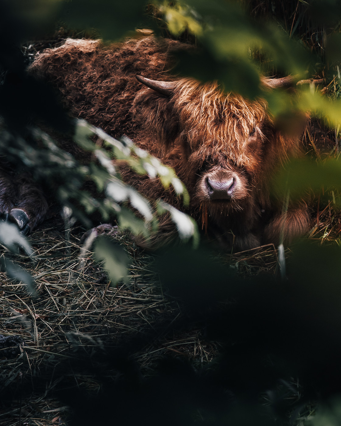 "Bull heated by the sun" stock image