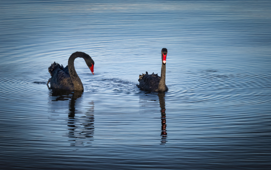 "A Couple of Black Swans" stock image