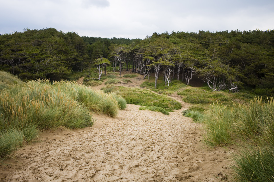 "Sand dunes at Formby" stock image