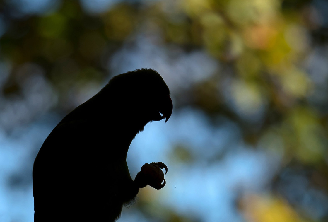 "Silhouette Of A Parakeet" stock image