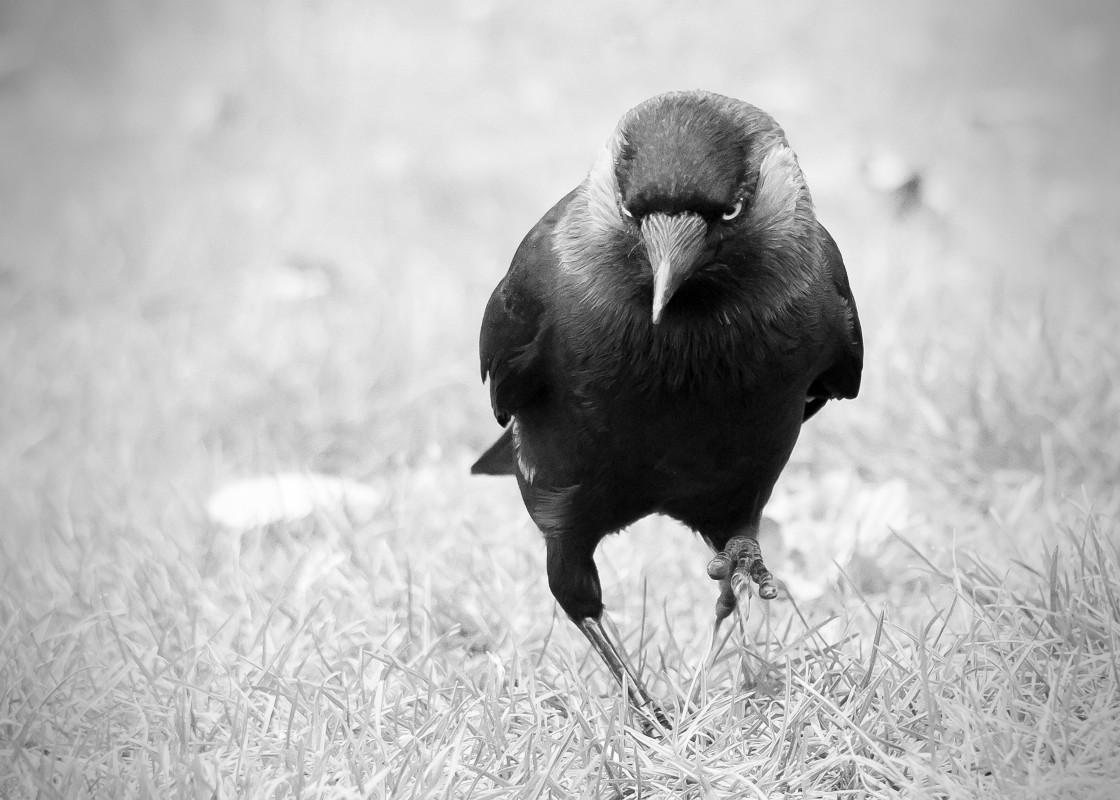 "Jackdaw On A Mission" stock image