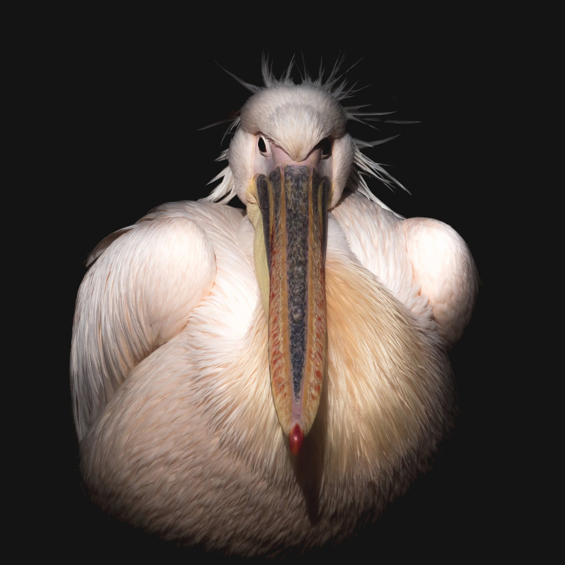 "The Comical Pelican" stock image