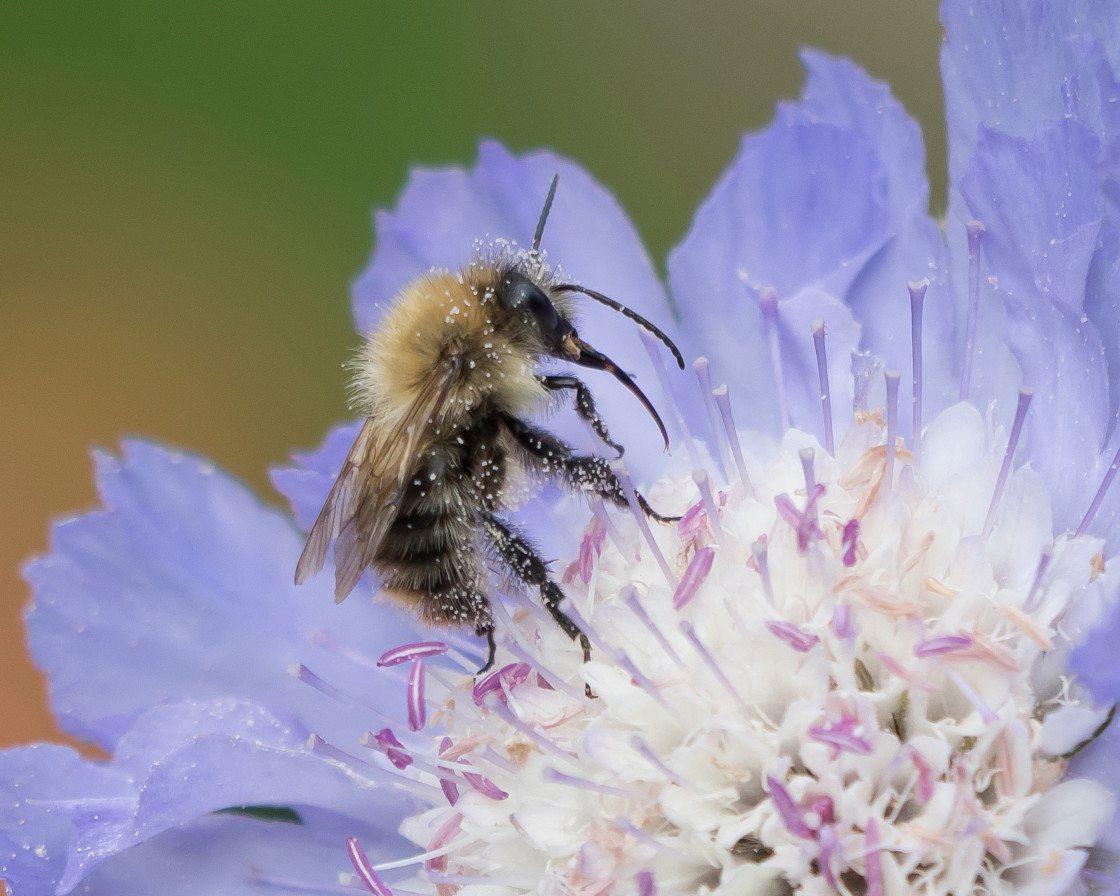 "Common Carder Bee ~ Bombus Pascuorum" stock image