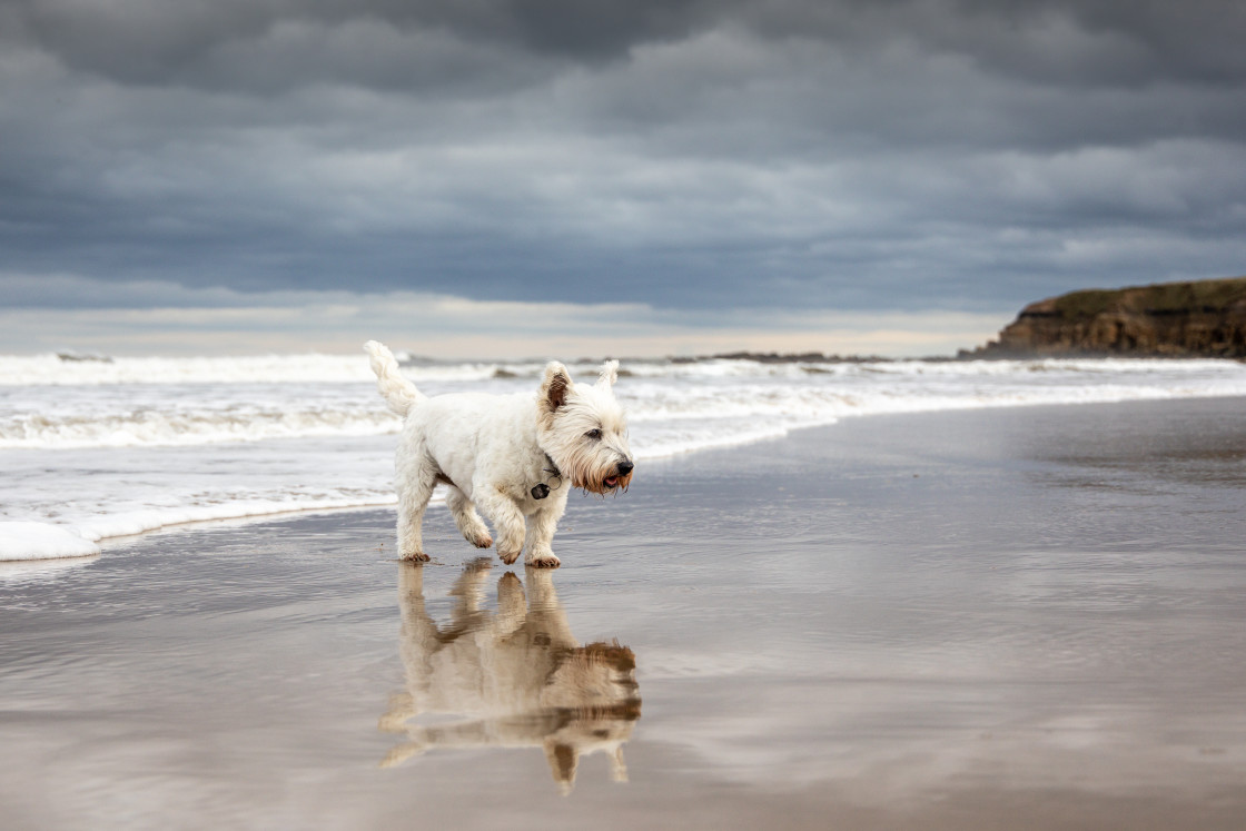 "Westie" stock image