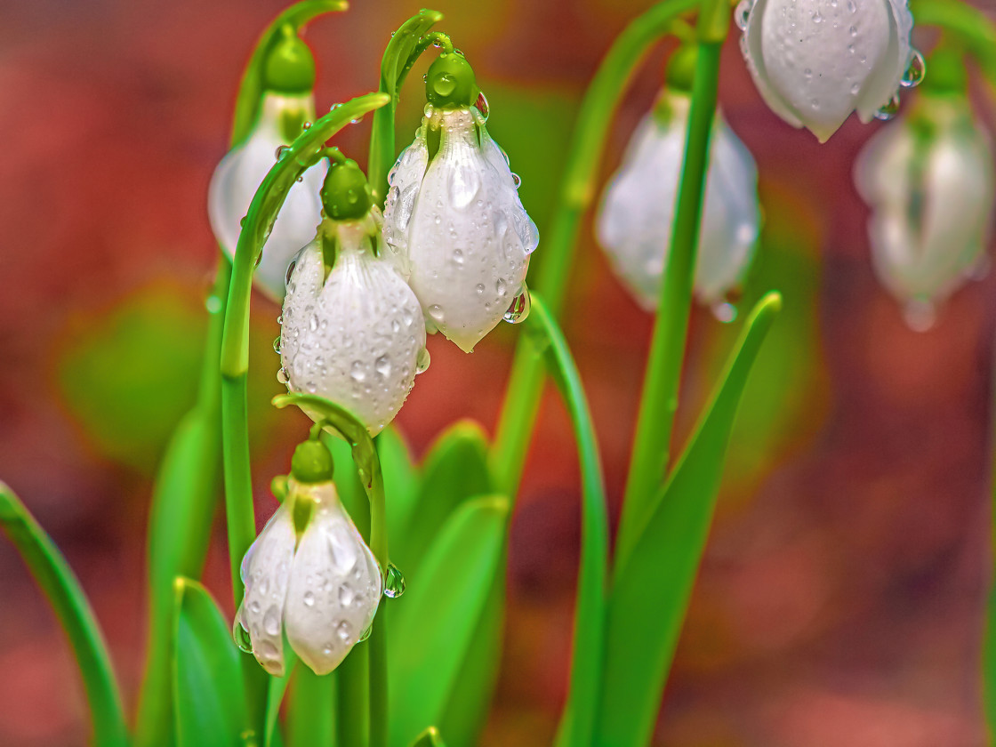 "Snowdrops" stock image