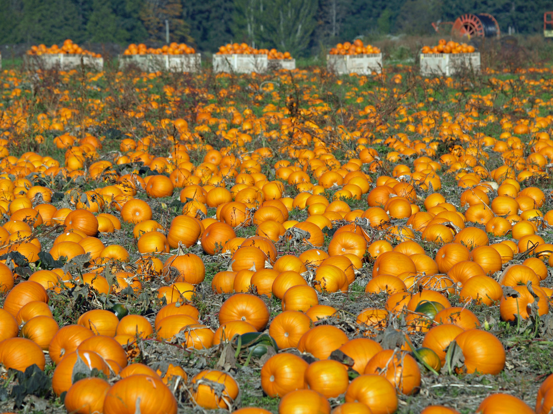 "Pumpkin Patch" stock image