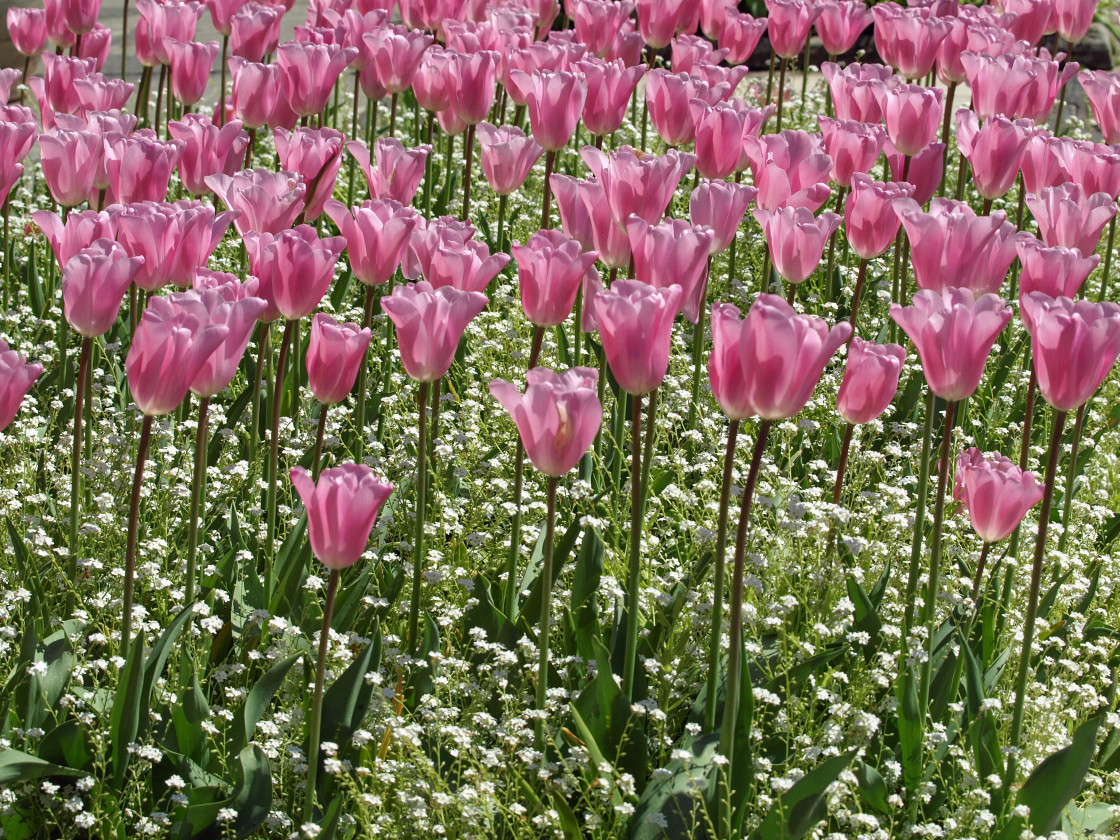 "Pretty in Pink" stock image