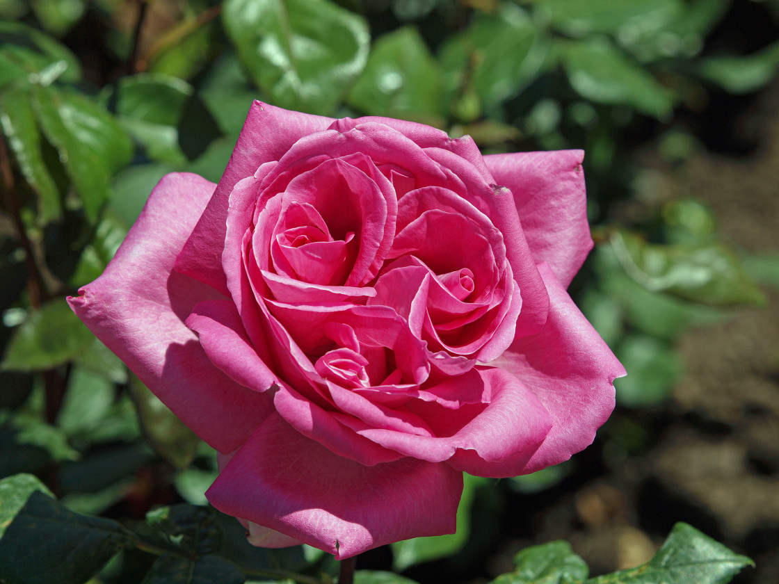 "Pink Rose" stock image