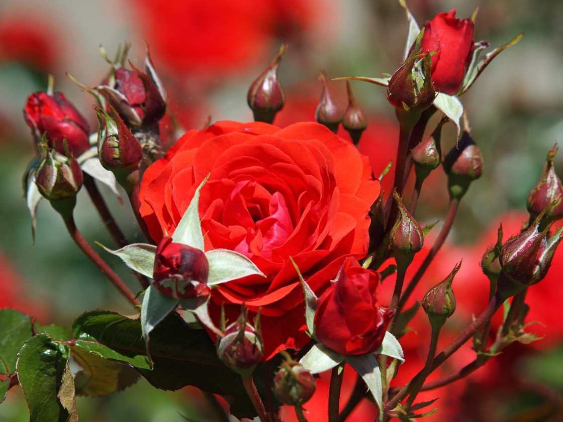 "Red Rose" stock image