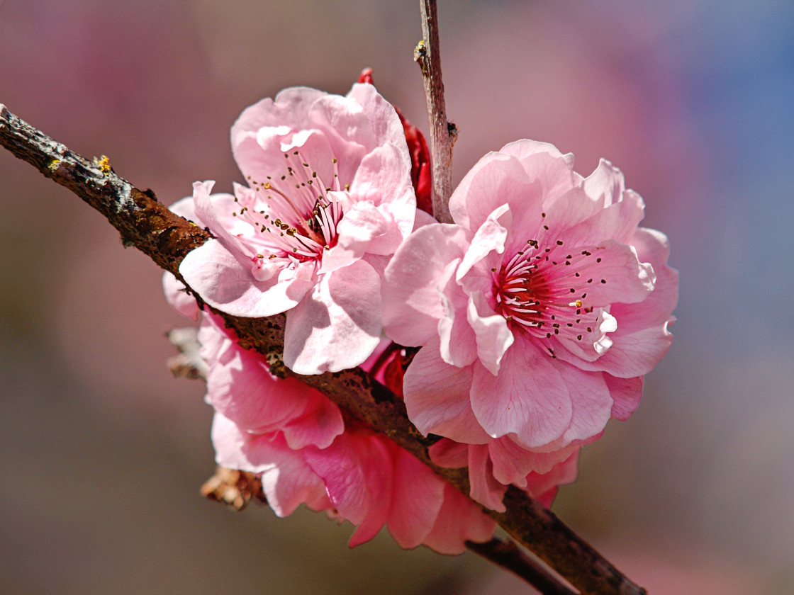 "Cherry Blossom" stock image