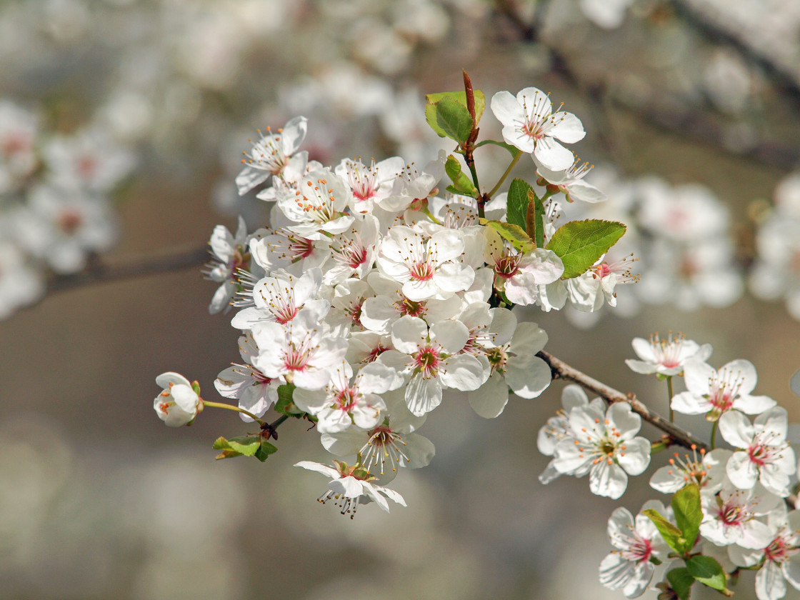 "White cherry blossom" stock image