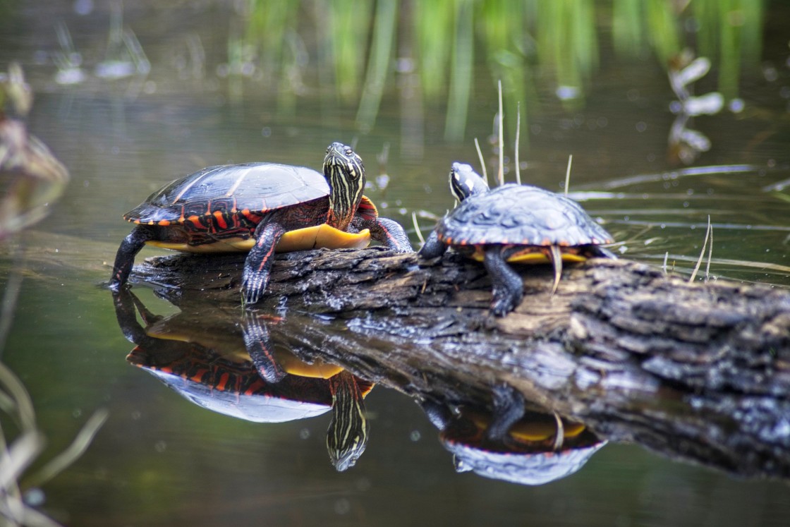 "Painted Turtle Meeting" stock image