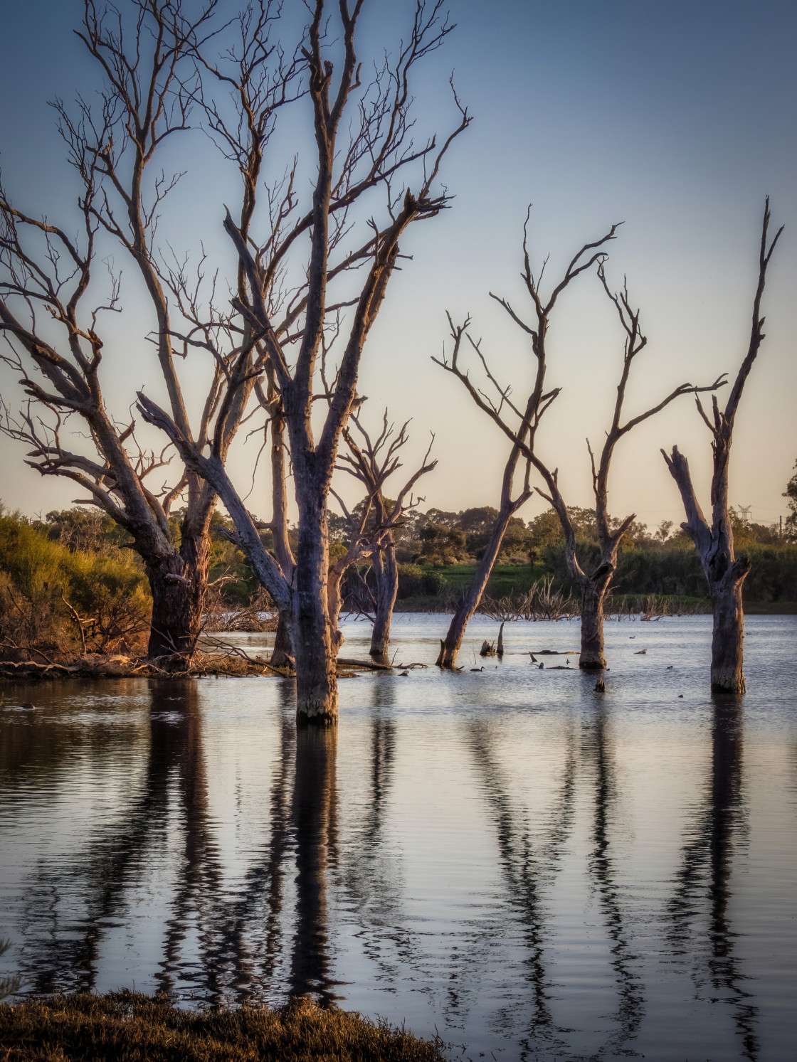 "Dead Trees in Still Water" stock image