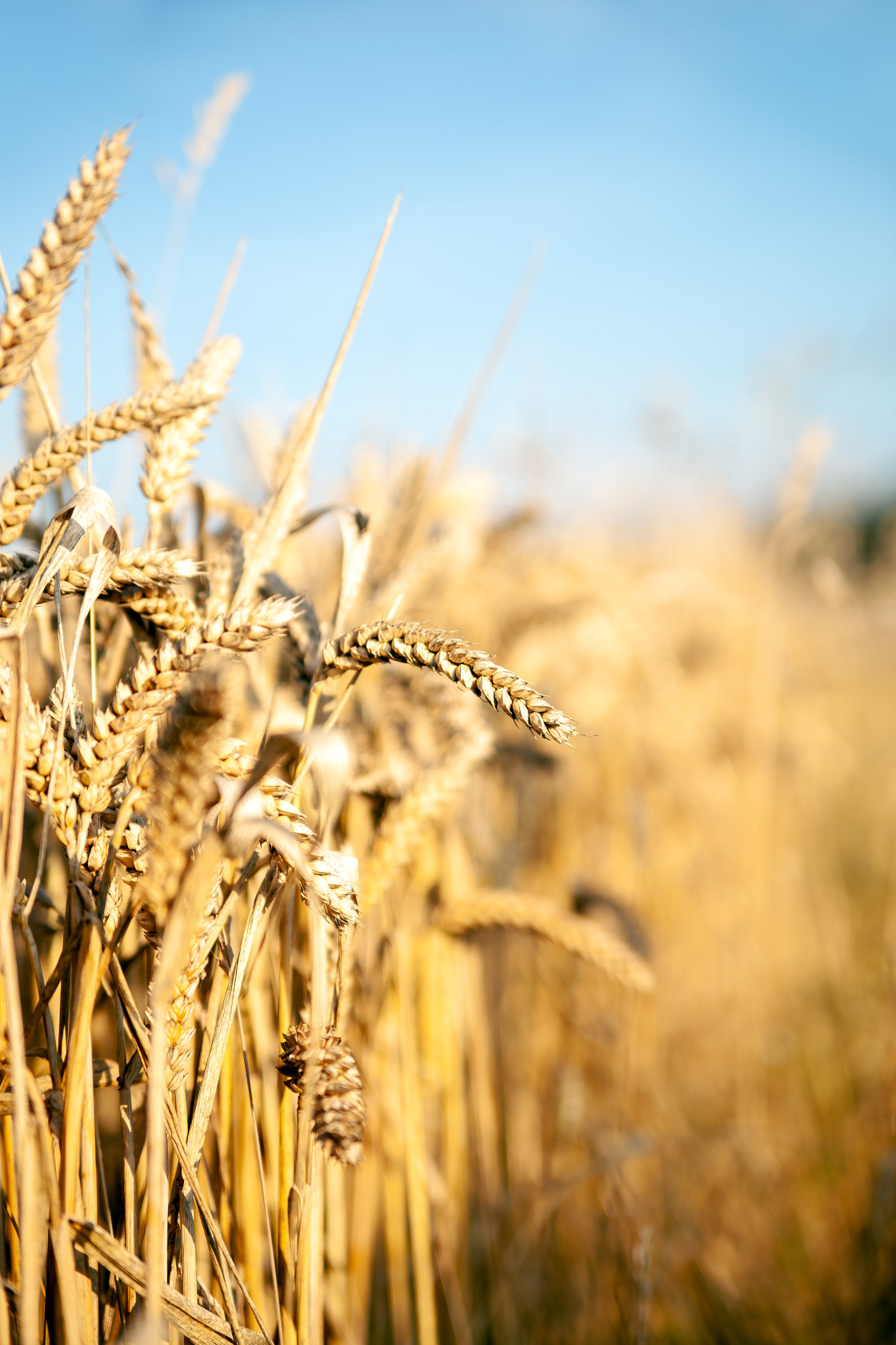 "HARVEST-RIPE WHEAT IN THE SUN" by LYDIBERN.ART - £15.00 "HARVEST-RIPE WHEAT IN THE SUN" stock image