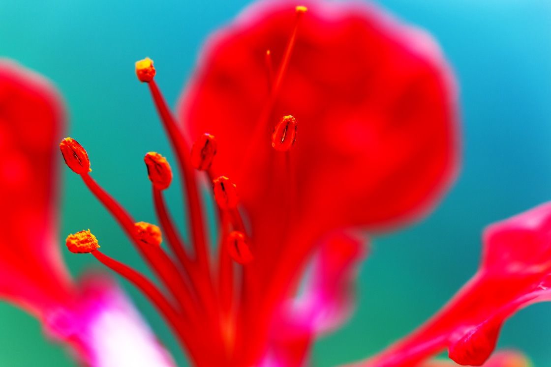 "FLAMBOYANT - CLOSE-UP" by LYDIBERN.ART - £15.00 "FLAMBOYANT - CLOSE-UP" stock image