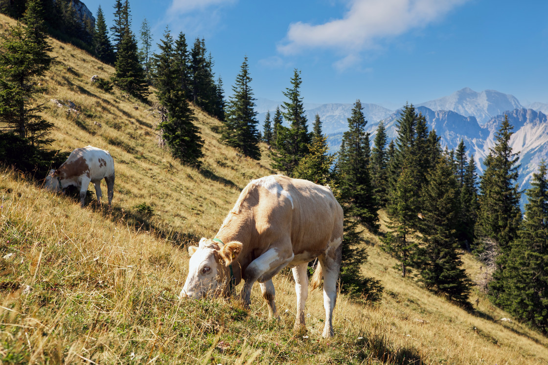 "COWS IN THE MOUNTAINS" by LYDIBERN.ART - £15.00 "COWS IN THE MOUNTAINS" stock image