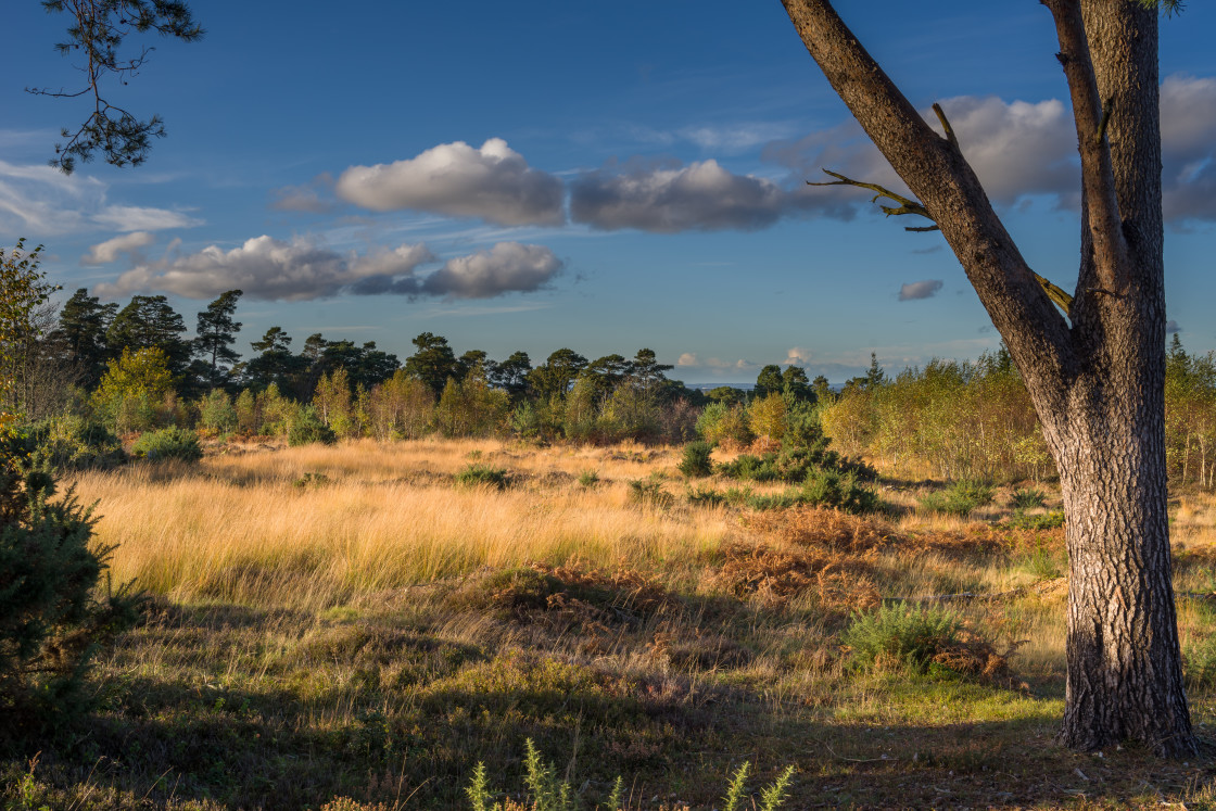 "Heathland Landscape" stock image