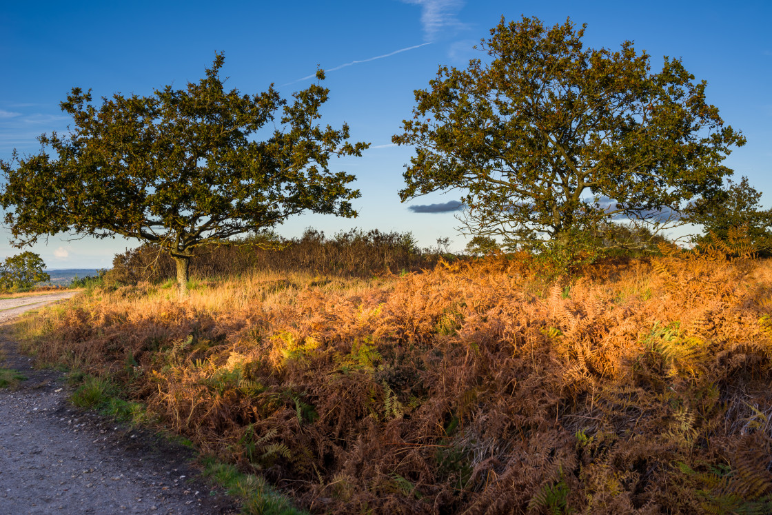 "Oak Trees in Golden Light" stock image