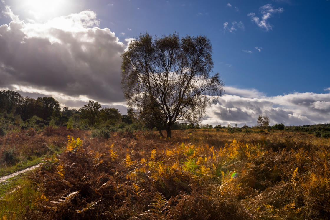 "Autumnal Heathland" stock image