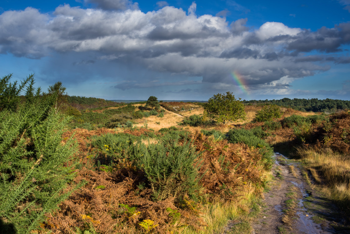 "Heathland Walk" stock image