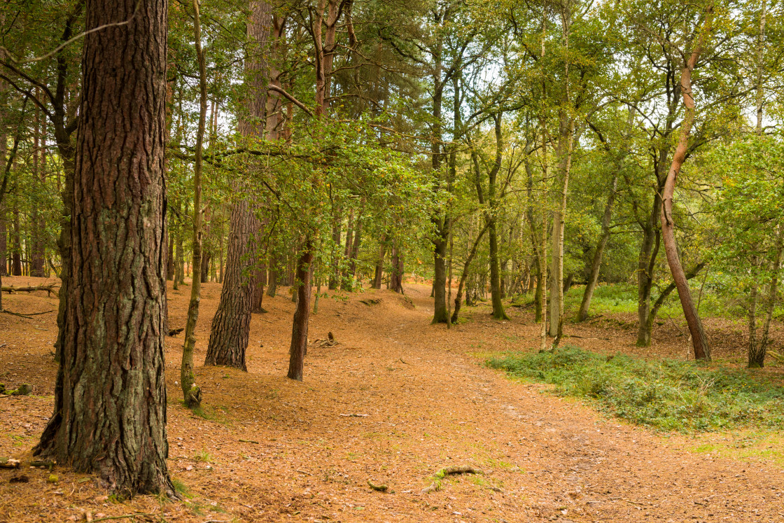 "Woodland Walk" stock image