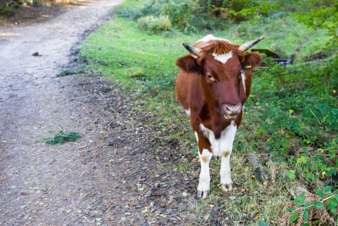 "Young Cow" stock image