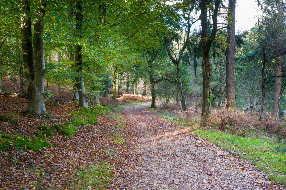 "Woodland Path" stock image