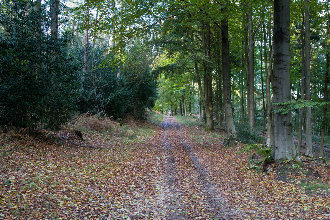 "Woodland Path" stock image