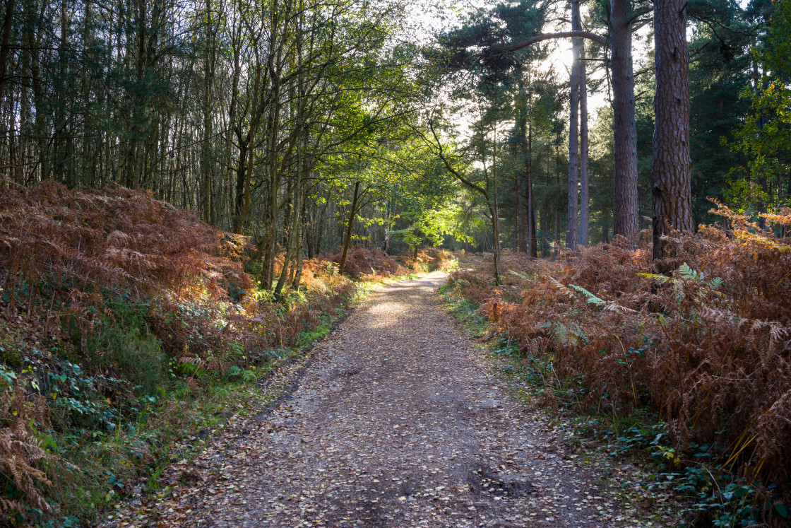 "Woodland Walk" stock image