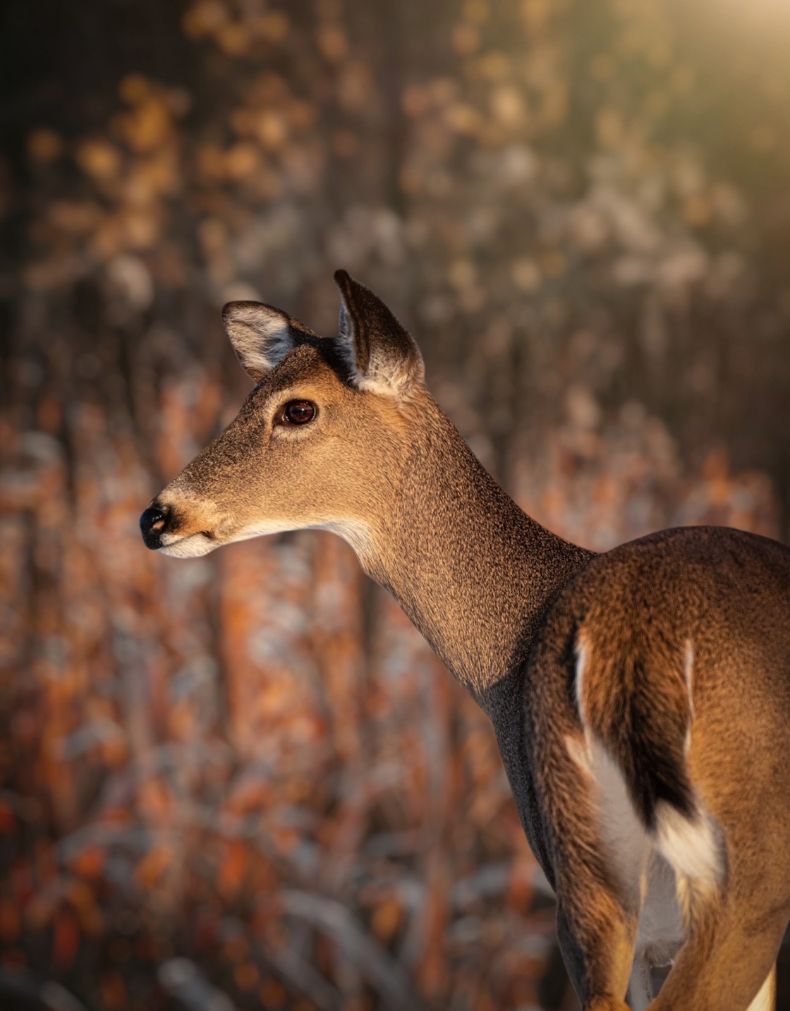 "Whitetail Doe" stock image